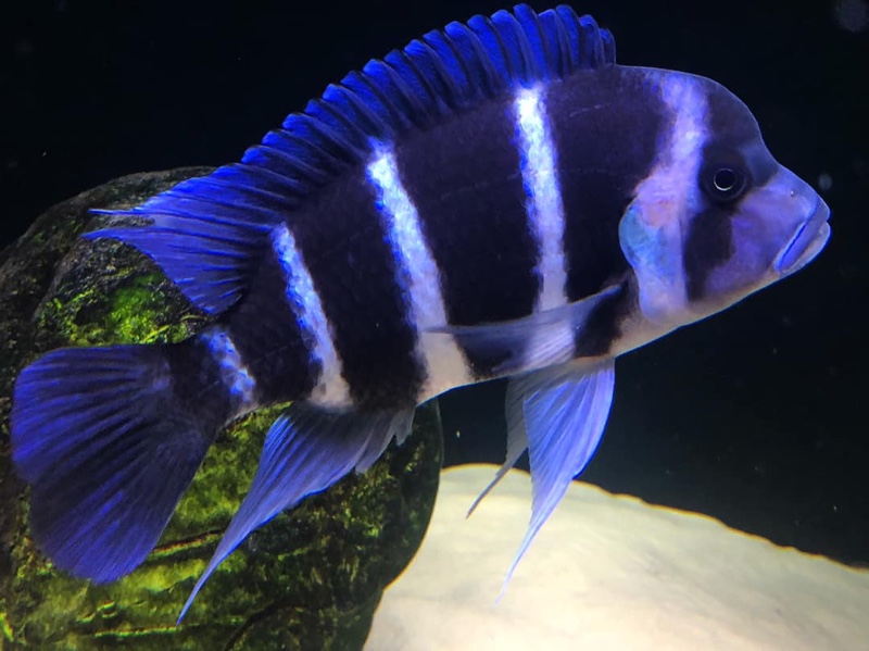 Cyphotilapia gibberosa 'Mtoto'